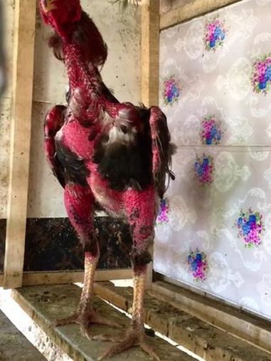 公鸡中的战斗机 斗鸡爱好者