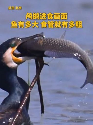 超震撼鸬鹚(lú cí)进食画面!鱼有多大,食管就有多粗!(@老鱼)