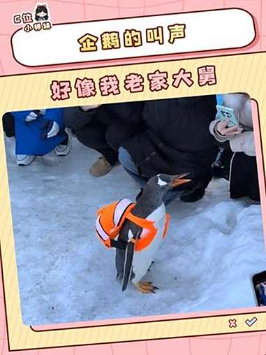 企鹅的叫声好像我老家大舅 企鹅 叫声 震惊 娱乐评论大赏