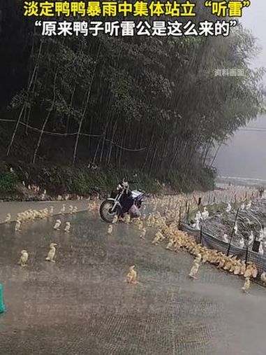 淡定鸭鸭暴雨中集体站立“听雷”。“原来鸭子听雷公是这么来的”