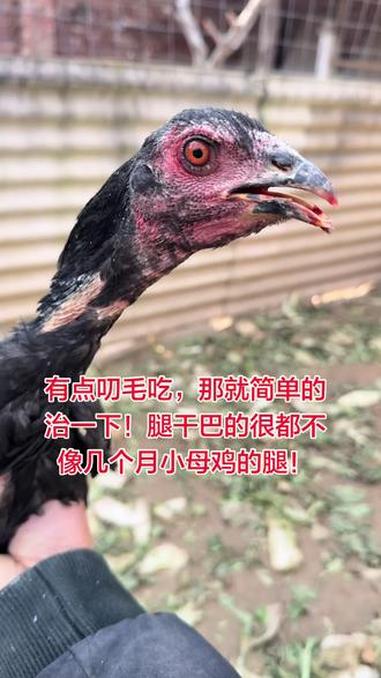 有点叨毛吃,那就简单的治一下!腿干巴的很都不像几个月小母鸡的腿!高质量斗鸡 斗鸡养殖 视频
