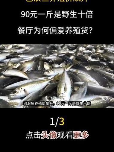 巴浪鱼养殖价飙升，90元一斤是野生十倍，餐厅为何偏爱养殖货？