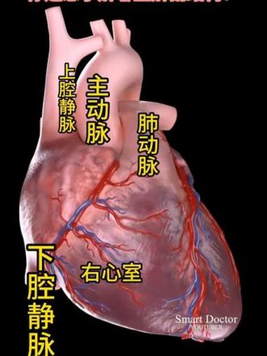 你了解心脏结构吗?你还想了解哪些解剖结构?#心脏 #心脏病 #心脏解剖 #心脏结构 #心血