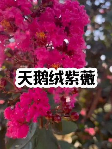 丛生天鹅绒紫薇花色艳丽,为鲜艳的玫红色,且花期超长,从每年的6月上旬初花期,可以一直开到1