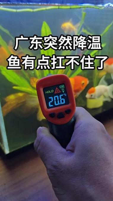 冬天鱼缸里的加热棒还是不能少，不然鱼都快冷的不行了 鱼缸加热棒 鱼缸加热棒怎么选 鱼缸加热