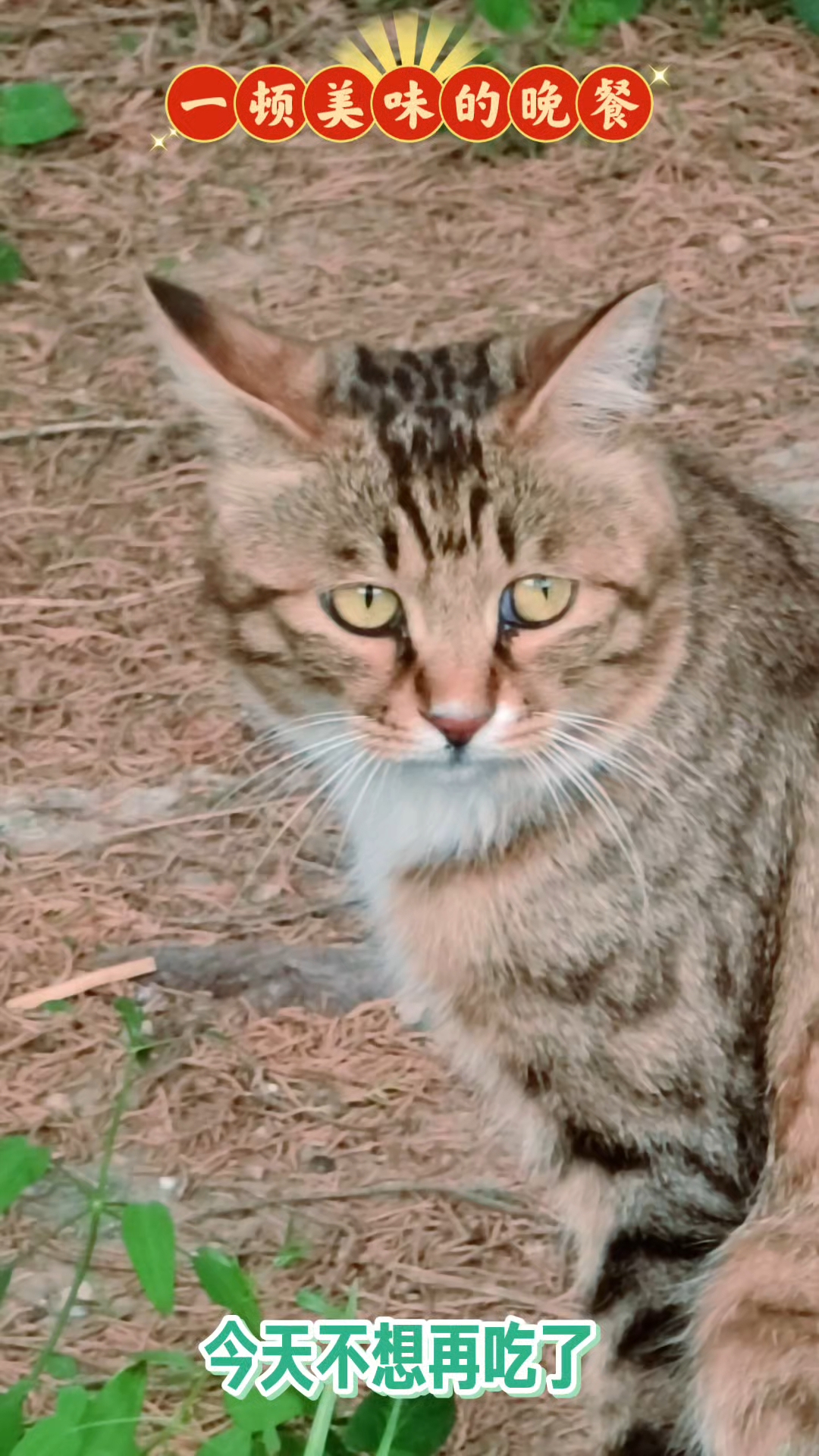 可爱的猫咪:一顿美味的晚餐。