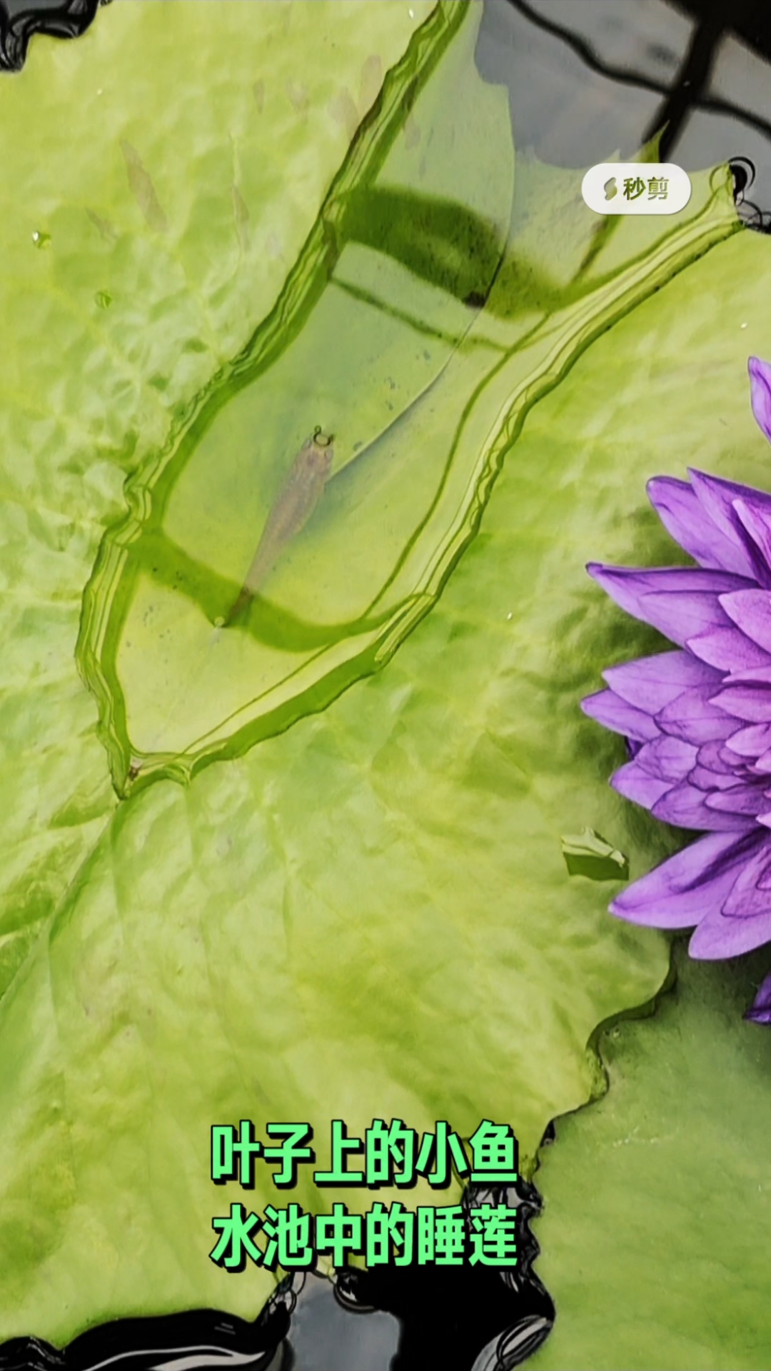 叶子上的小鱼纹丝不动,水池中的睡莲仍处梦乡。