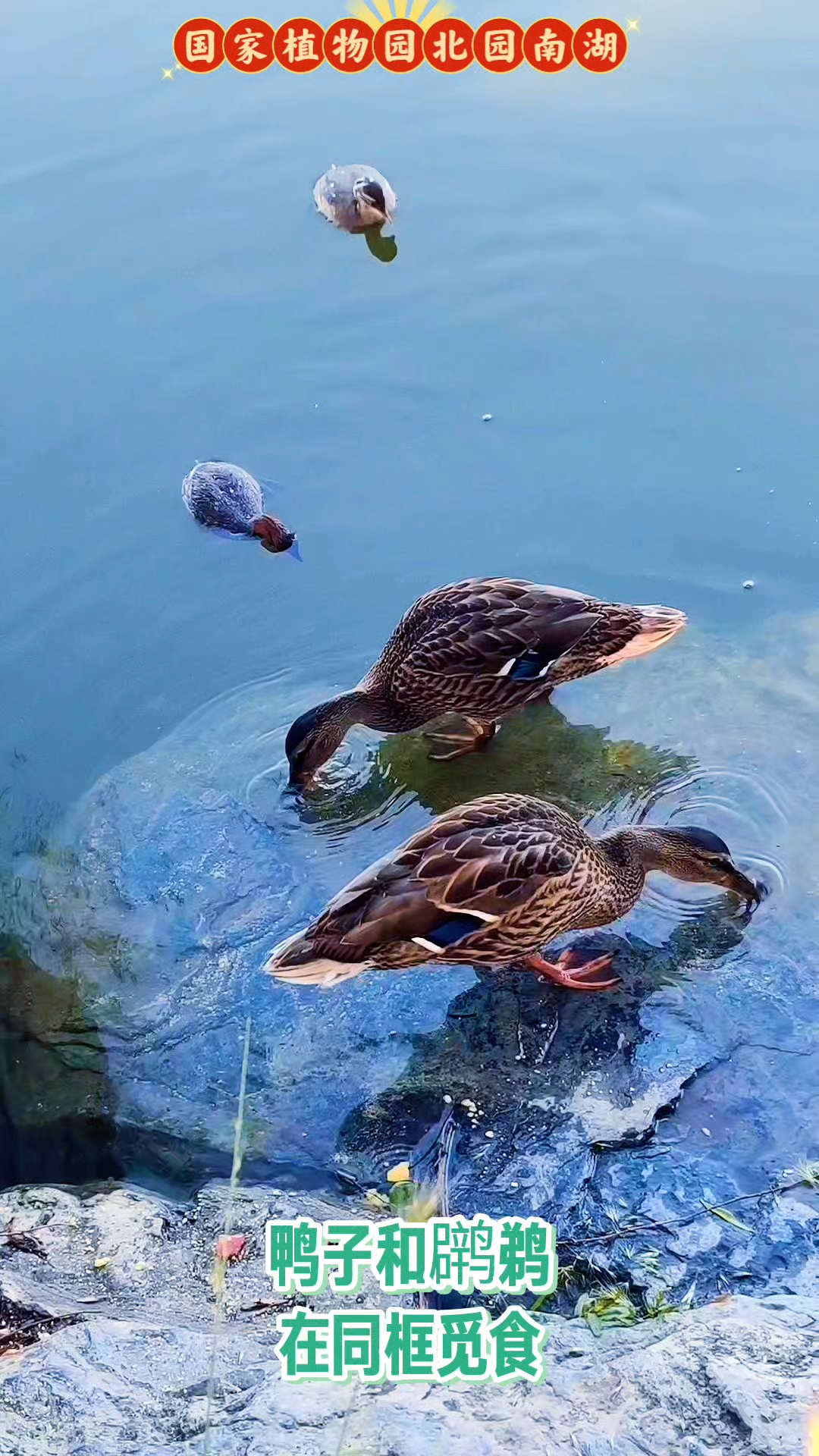 国家植物园北园南湖:少见的鸭子与小鹈同框觅食。