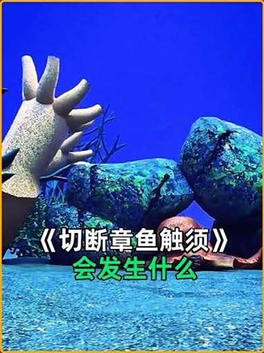 切断章鱼触须会发生什么 科普 科普一下 动画科普