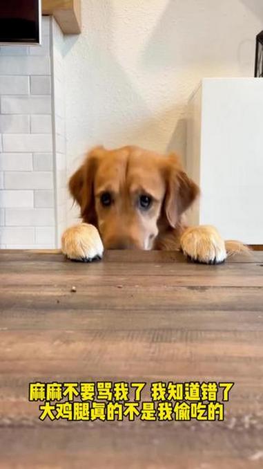 狗狗委屈的表情难道真的不是他偷的大鸡腿 警犬 狗狗 金毛 治愈