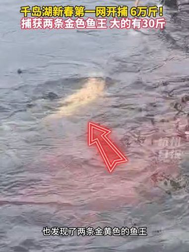 6万多斤!千岛湖新春第一网开捕。又捕获两条罕见金黄色鱼王,大的重达30斤。(来源:淳安融媒