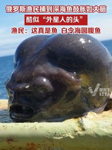 俄罗斯渔民捕到深海鱼鼓胀如大脑,酷似“外星人的头”,渔民:这真是鱼,白令海圆腹鱼
