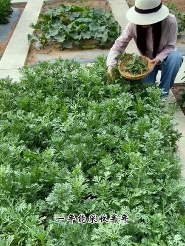 能多茬采收的中叶茼蒿,现在正是种植好时候 田园生活 在家种菜 茼蒿