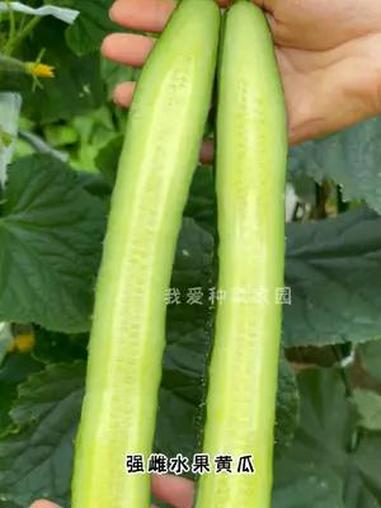 天热种黄瓜,选这个绿心绿瓤的强雌水果长黄瓜 我的小菜园 蔬菜种子 种植的乐趣