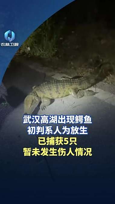 武汉高湖出现鳄鱼初判系人为放生 鳄鱼 放生