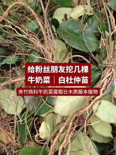 牛奶菜是夹竹桃科牛奶菜属粗壮木质藤本植物。#植物科普 #草本植物 #中药材种植 #传统养生