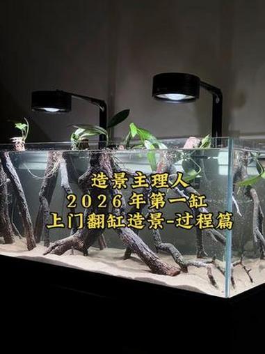 #鱼缸造景 #鱼缸 #司马光玩缸