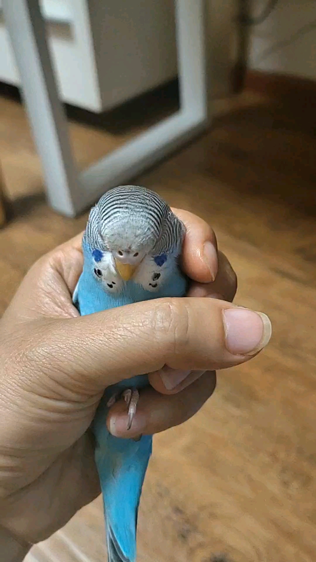 超乖小香鸡～～～