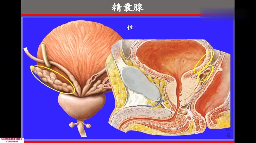 [图]厦门大学医学系统解剖视频69.附属腺