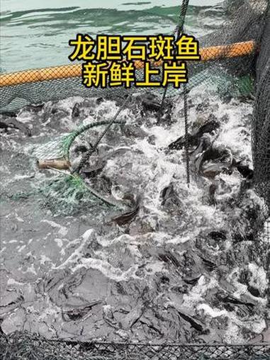 快过年了,餐桌上来上一条石斑鱼,既好吃又有面子!#海鲜 #石斑鱼 #冬天的第一顿火锅