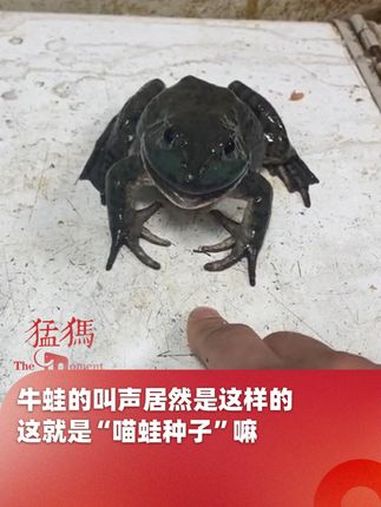 牛蛙的叫声居然是这样的,这就是“喵蛙种子”嘛,网友:为什么它又恶心又可爱