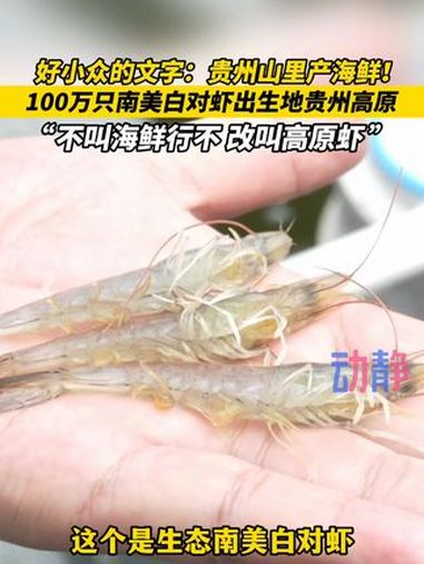 贵州山里产海鲜!?100万只南美白对虾出生地贵州高原