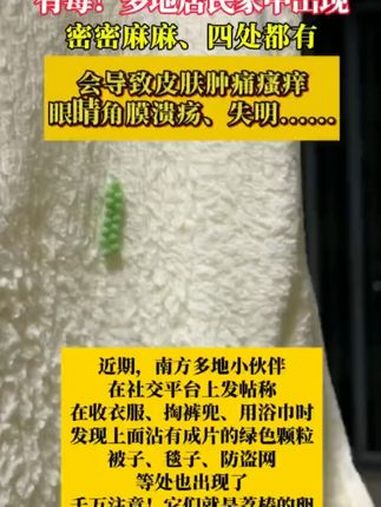 注意 有毒!多地居民家中出现,密密麻麻、四处都有!会导致皮肤肿痛瘙痒眼睛角膜溃疡、失明……