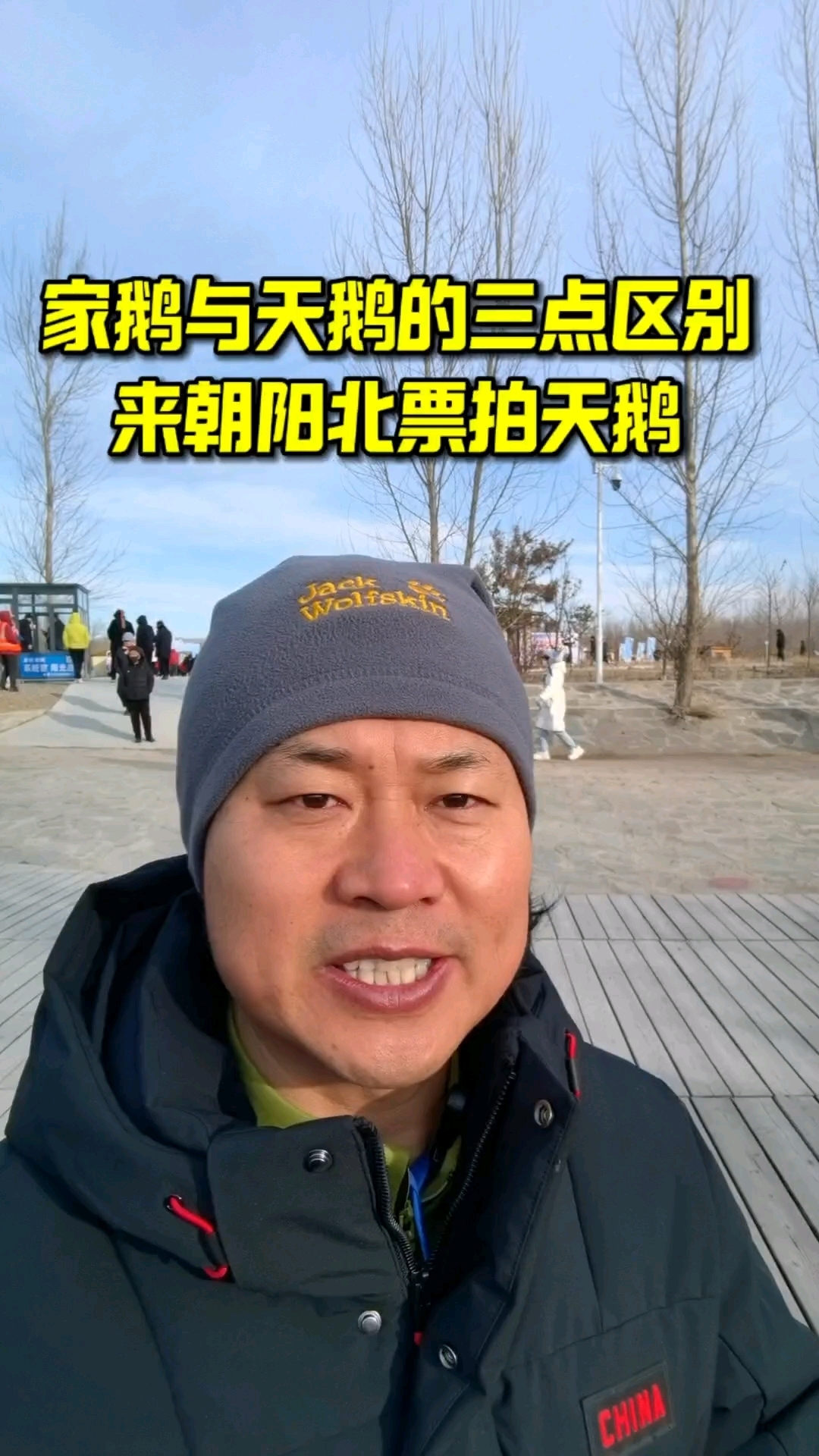 家鹅与天鹅的三点区别,去朝阳北票拍天鹅