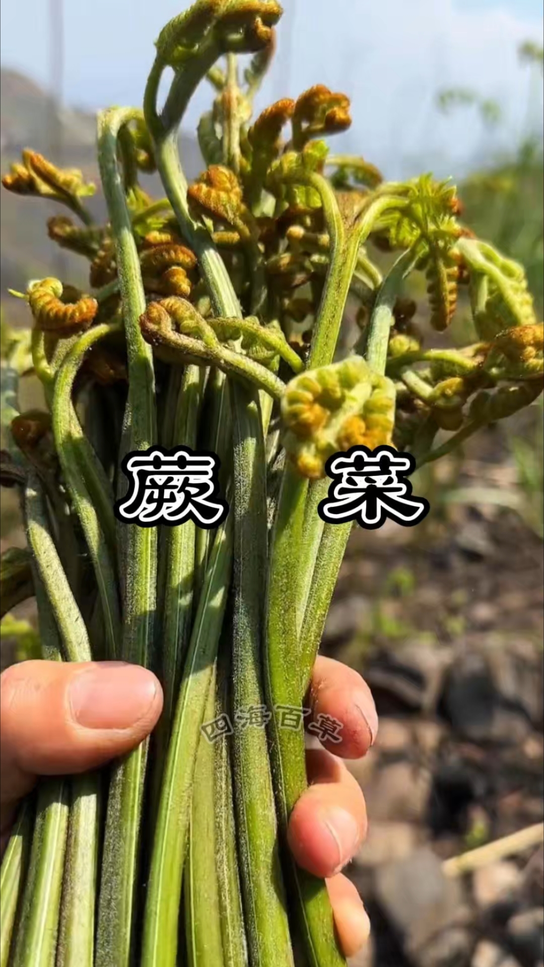 蕨菜