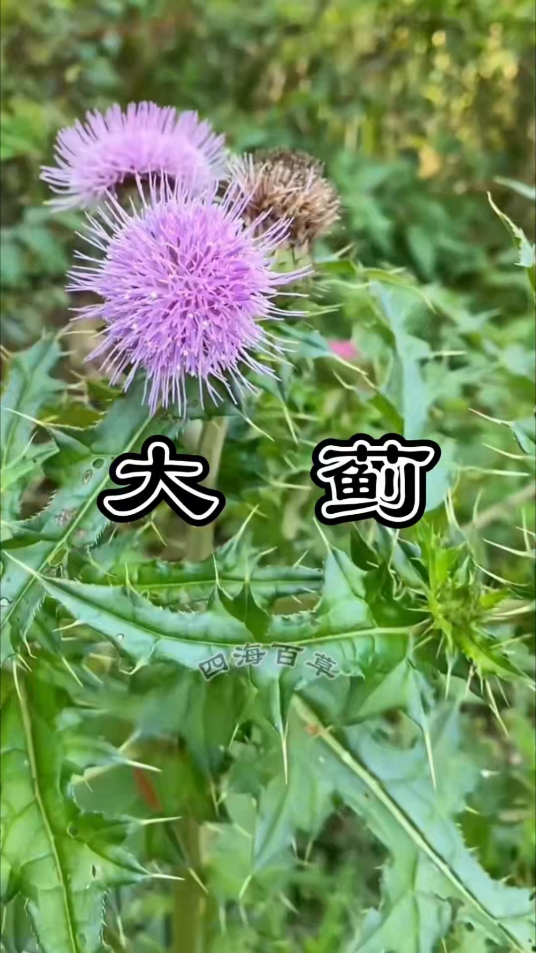 农村常见的大蓟,妙用居然这么多。