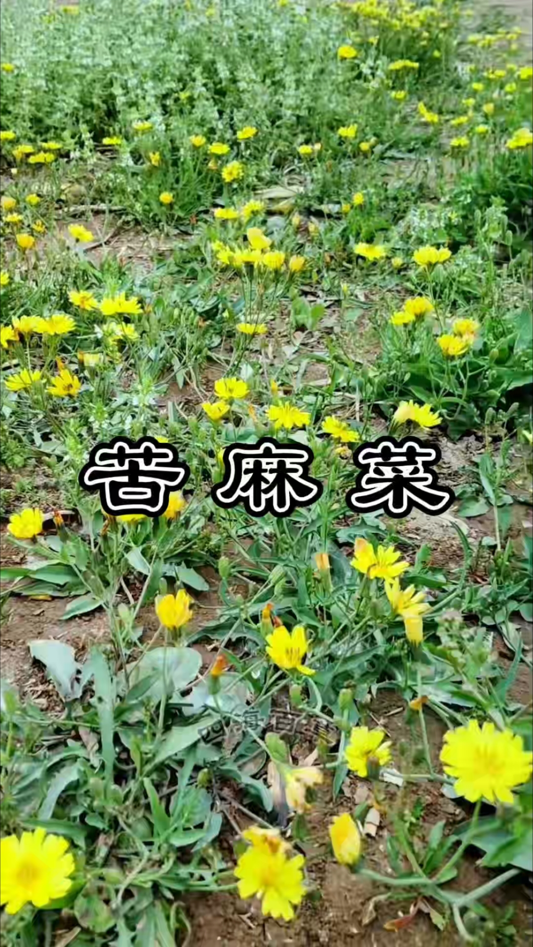 苦麻菜