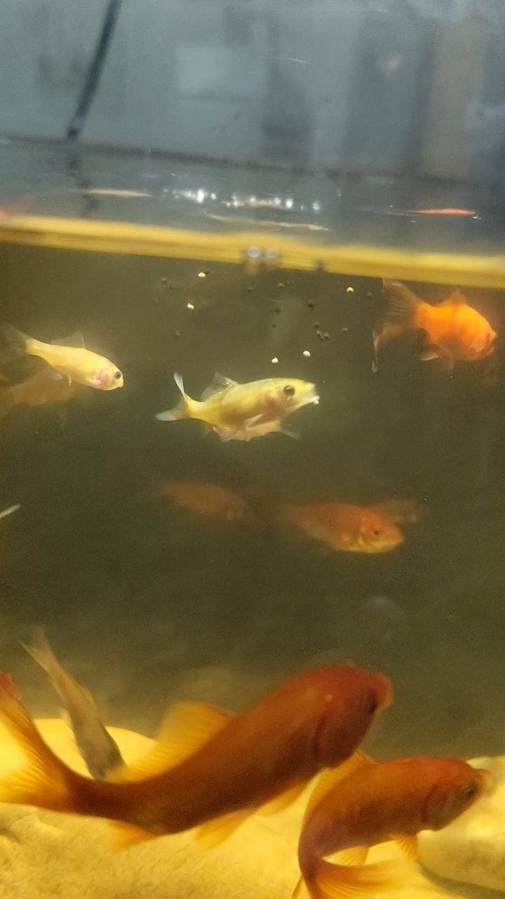 观鱼识人:性格与鱼儿大揭秘
