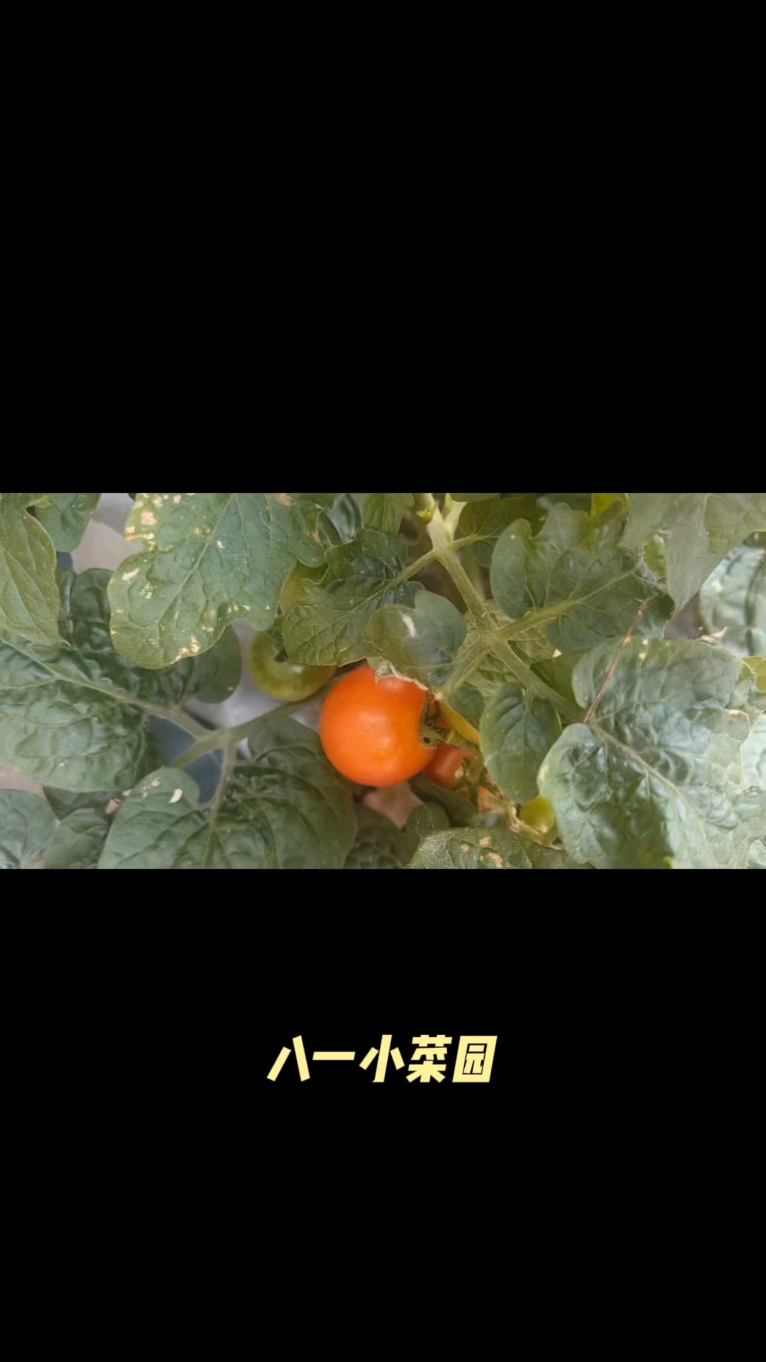 八一小菜园  让学生体验劳动的乐趣,收获果实的喜悦