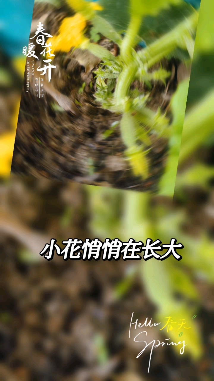 合肥八一学校小学部小菜园开花结果啦,学生体验到了劳动的快乐