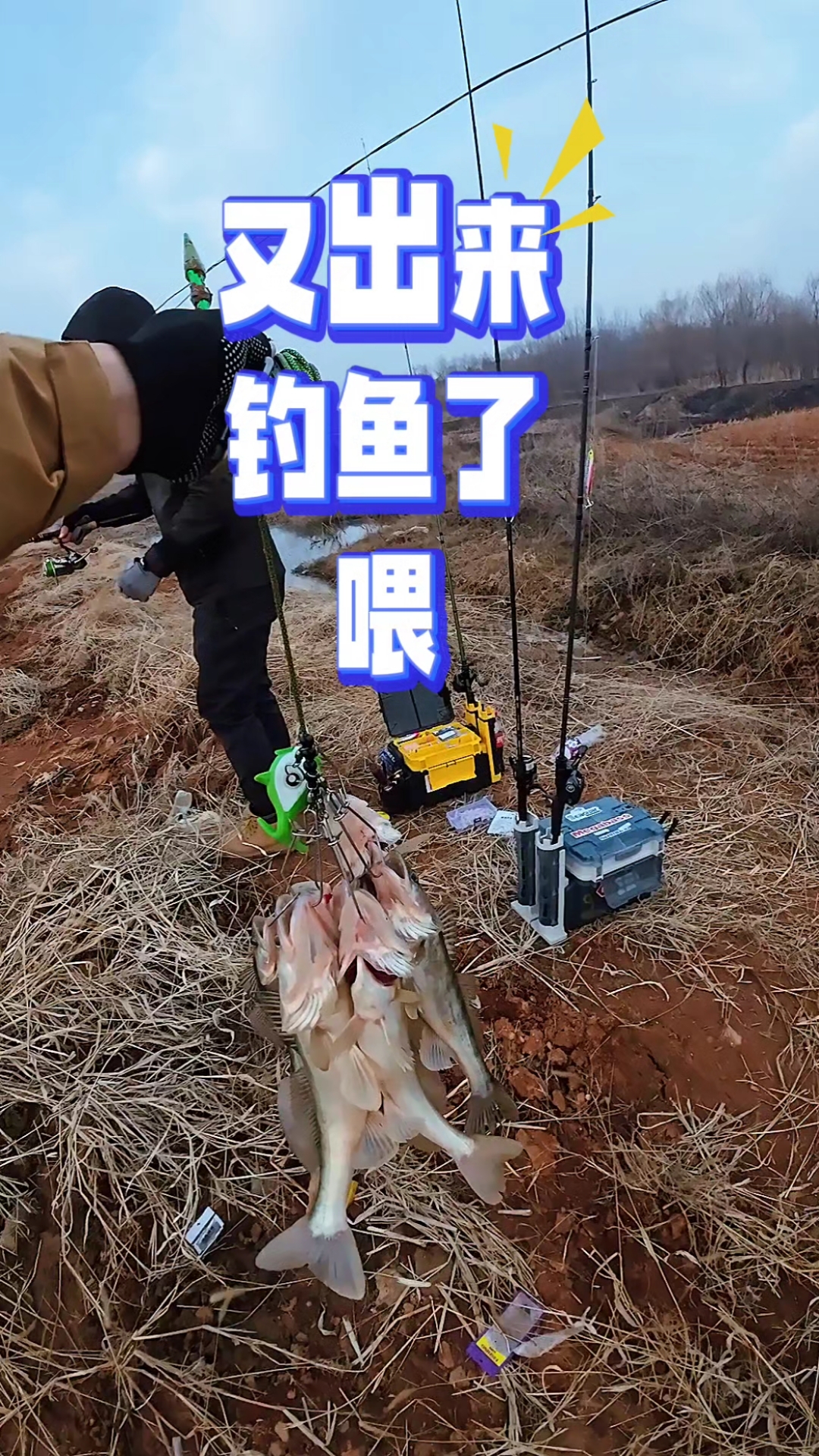 冷水鱼之王,梭鲈