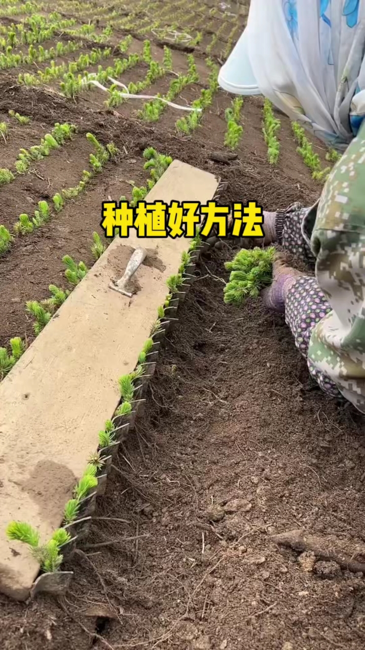 他们种植菜苗真有方法