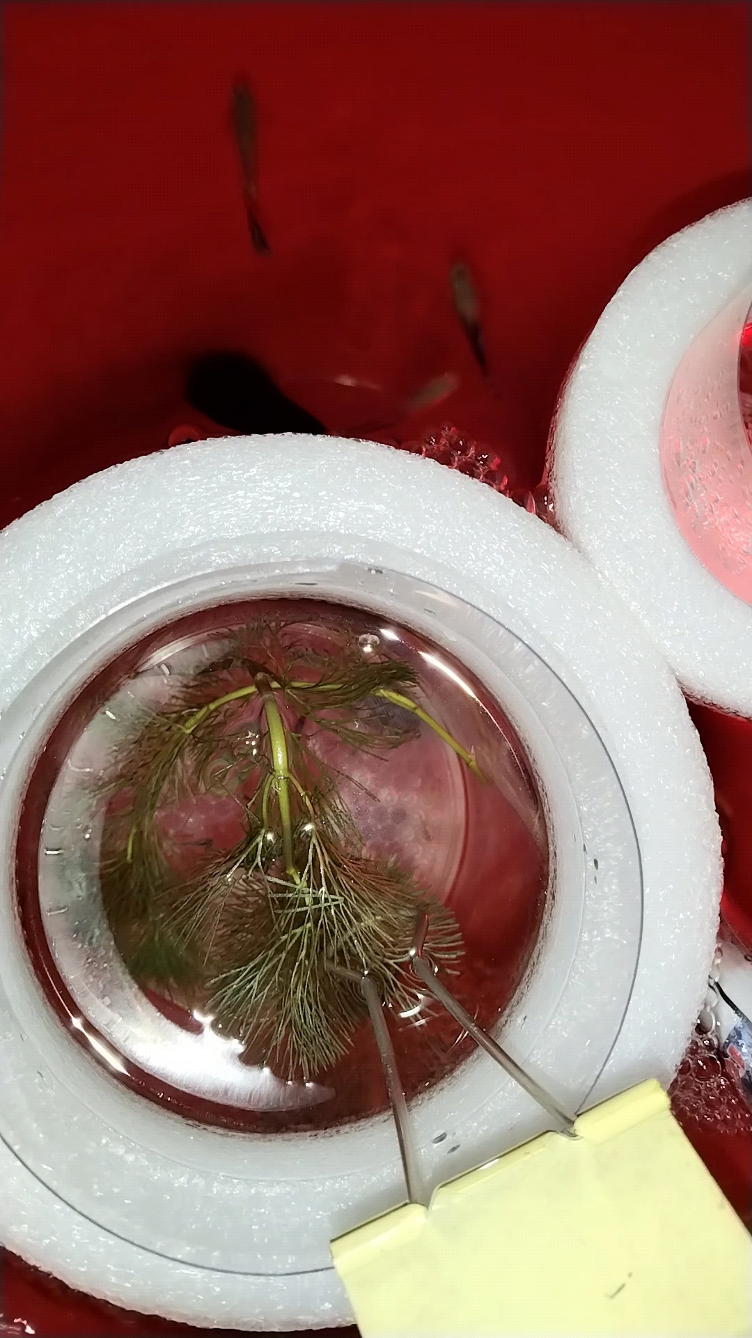 新买的大耳和豹点孔雀鱼,希望可以健康的活着