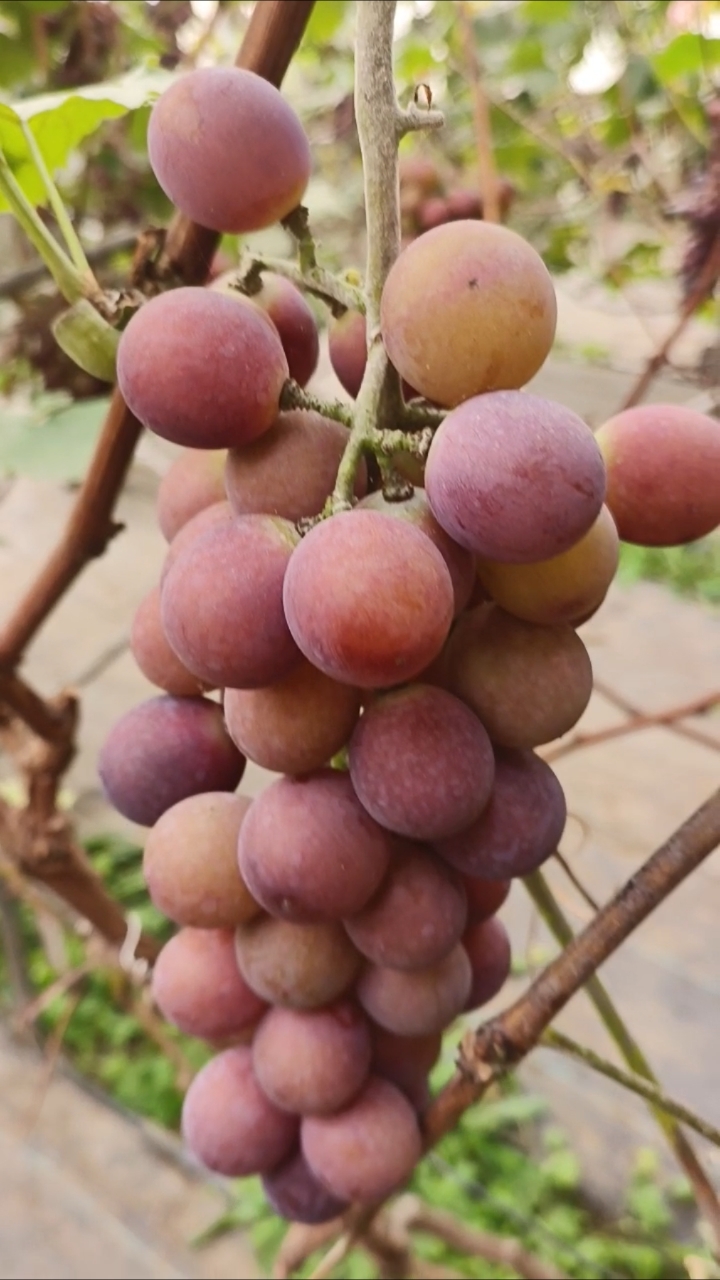 沈阳锡伯族生态葡萄采摘园 欢迎大家来品尝游玩采摘