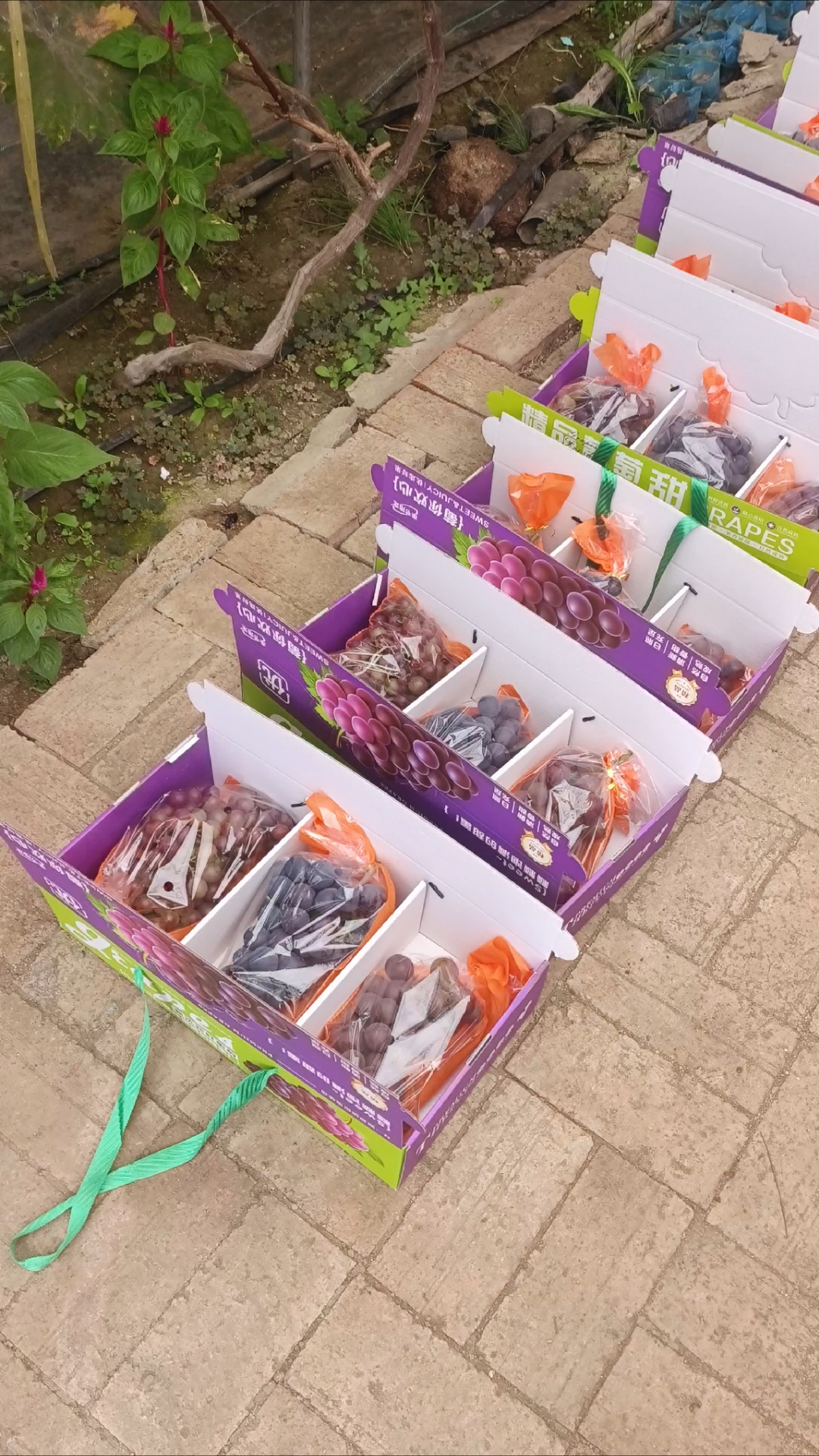 沈阳锡伯族生态葡萄采摘园