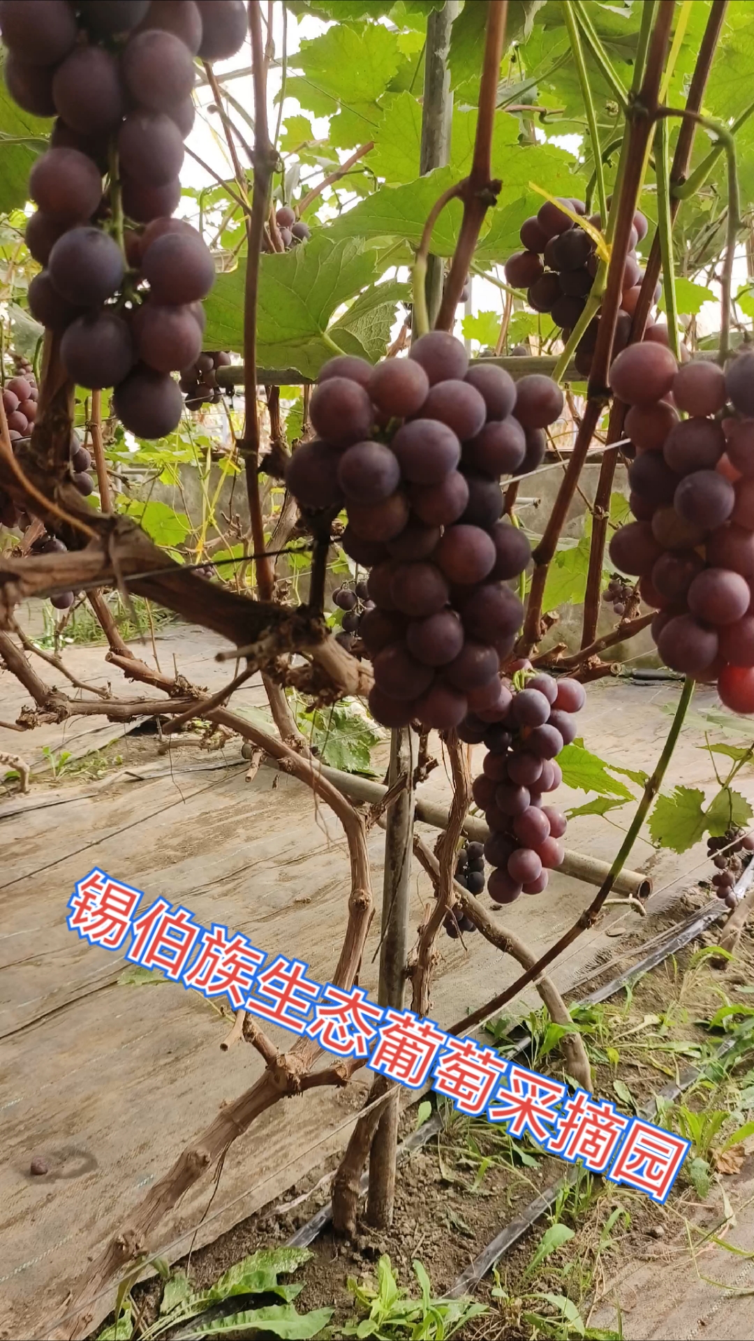 沈阳锡伯族生态葡萄采摘园