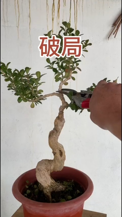 黄杨盆景制作