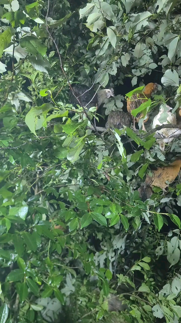 云南无量山乌骨鸡,需要的联系。