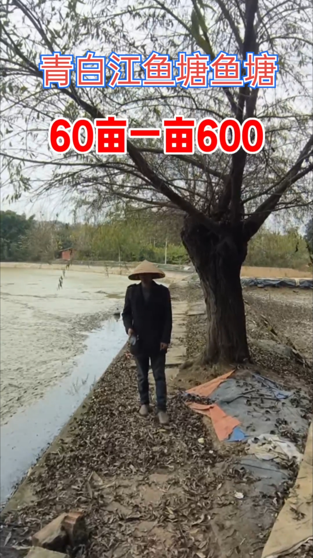青白江鱼塘出租