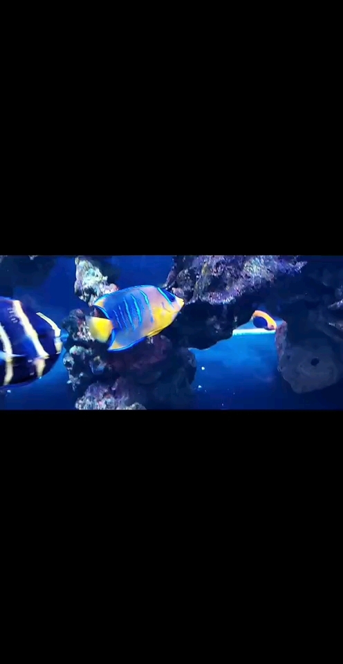 超蓝汤臣神仙鱼,极品宽身种,女王&蓝仙#海水珊瑚 #海缸日记