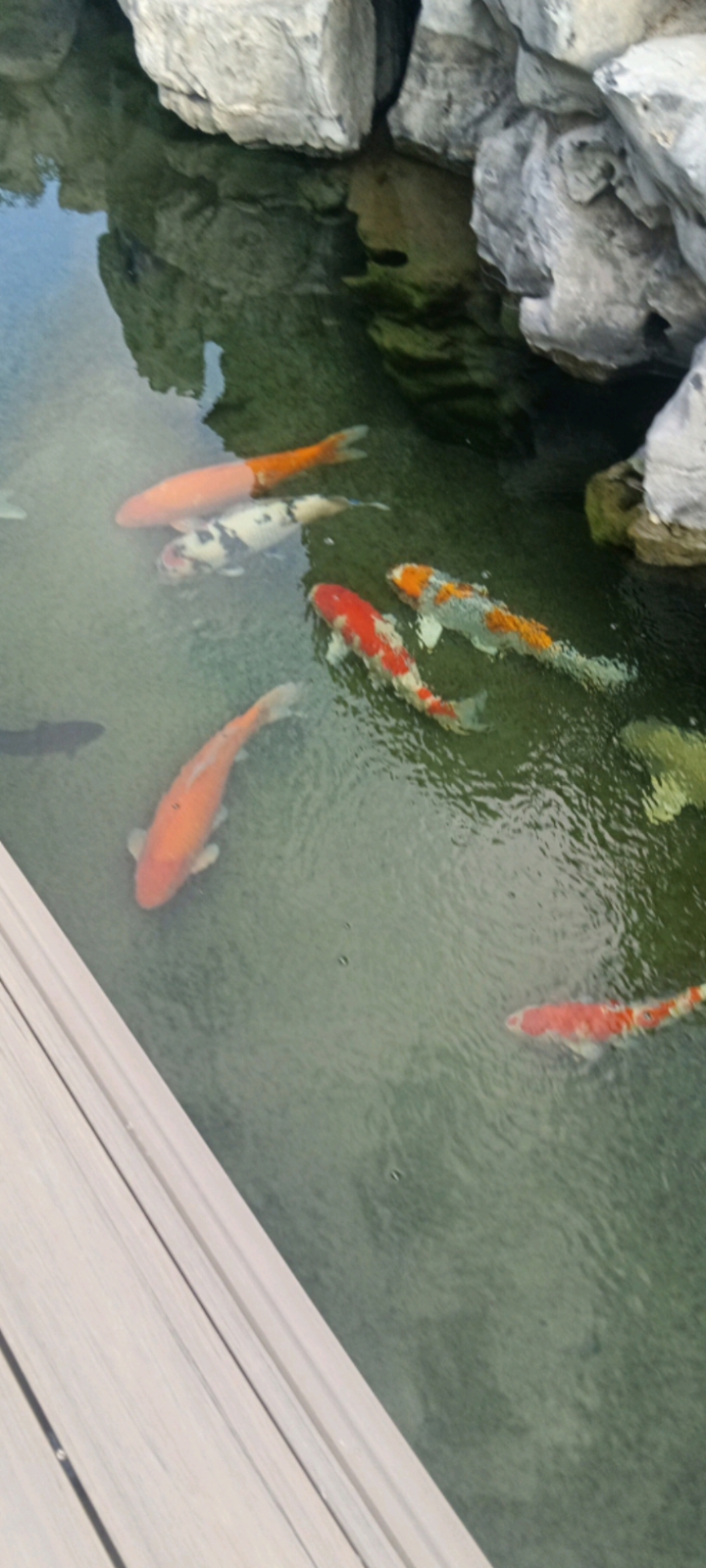 万事如意!心想事成!年年有鱼!!