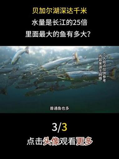 贝加尔湖深达千米，水量是长江的25倍，里面最大的鱼有多大？