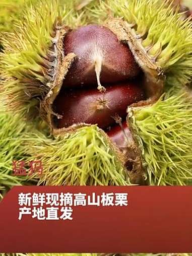 板栗 太好吃了 超便宜超划算 好吃到停不下来 糖炒栗子 wz