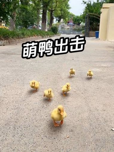 一群柯尔鸭宝宝向你走来～小萌宠 柯尔鸭 小鸭子嘎嘎嘎 网红鸭