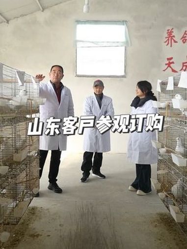 山东客户参观订购天成种鸽1000羽 养鸽人 肉鸽养殖 养鸽子 高产种鸽 家禽养殖