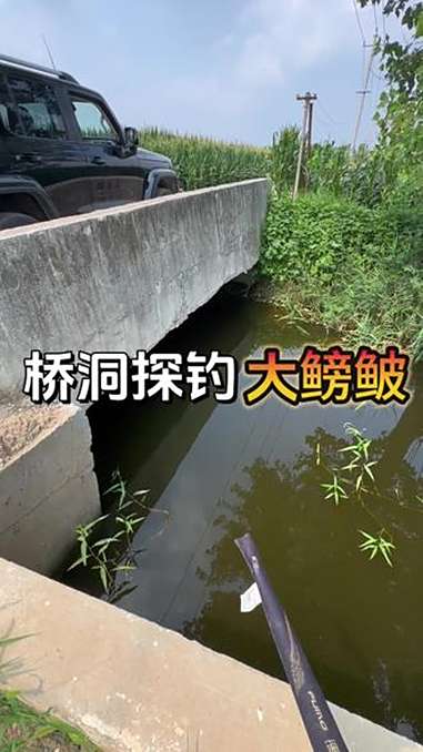 桥洞探钓 第一次见到这么大的鳑鲏,而且还有从没见过的其他鱼种 钓鱼 老坛甜薯 聚鱼多 佳钓